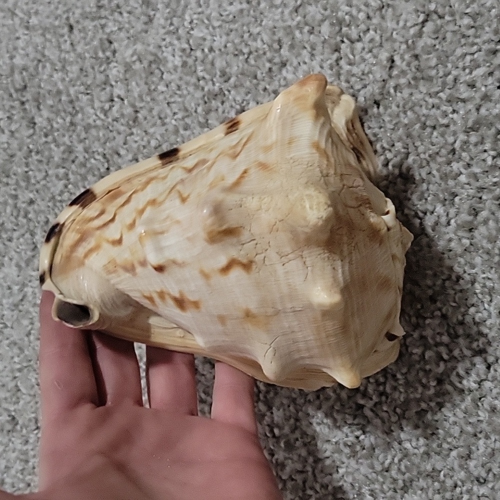 Queen Conch shell - Picture 6 of 6